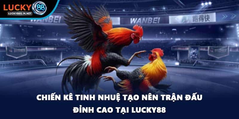 Đá gà Thomo Lucky88 - Đấu Trường Danh Tiếng Khu Vực - TOVIN