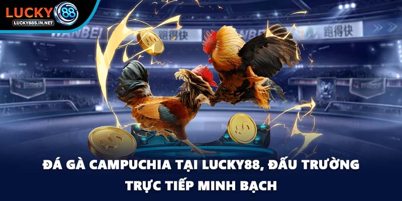 Đá Gà Campuchia Lucky88 - Sức Hút Từ Đấu Trường Thật - TOVIN
