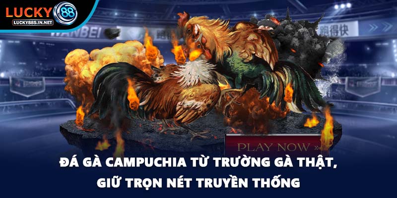 Đá Gà Campuchia Lucky88 - Sức Hút Từ Đấu Trường Thật - TOVIN