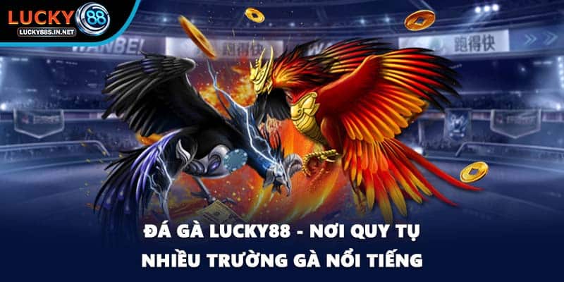 Đá Gà Lucky88 – Trường Gà Trực Tuyến Uy Tín Hàng Đầu - TOVIN