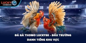 Đá Gà Lucky88 – Trường Gà Trực Tuyến Uy Tín Hàng Đầu - TOVIN