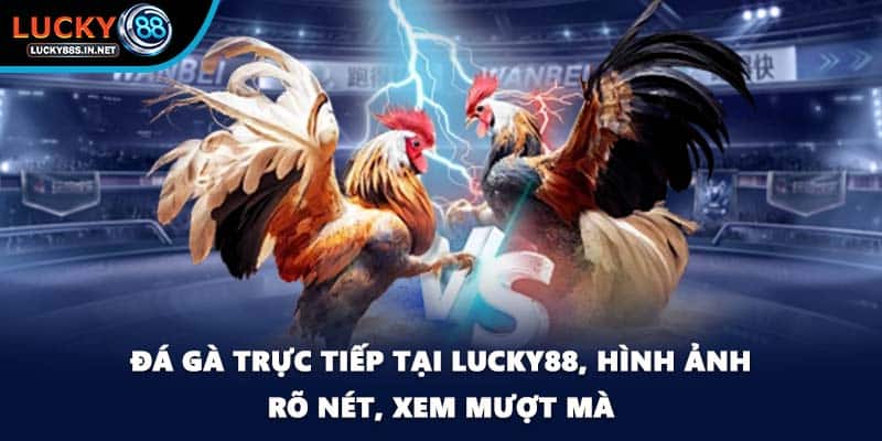 Đá gà trực tiếp - Xem Thật Chơi Thật Tại Nhà Cái Lucky88 - TOVIN