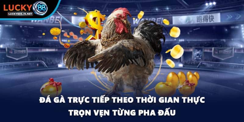Đá gà trực tiếp - Xem Thật Chơi Thật Tại Nhà Cái Lucky88 - TOVIN