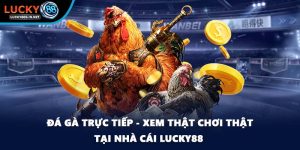 Đá Gà Lucky88 – Trường Gà Trực Tuyến Uy Tín Hàng Đầu - TOVIN
