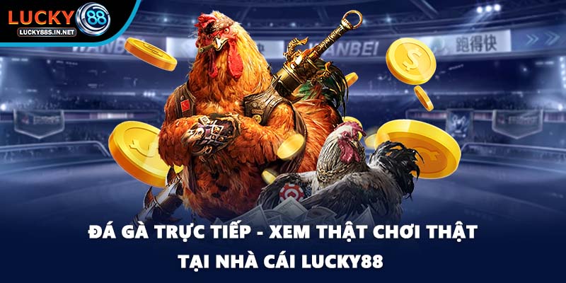 Đá Gà Campuchia Lucky88 - Sức Hút Từ Đấu Trường Thật - TOVIN