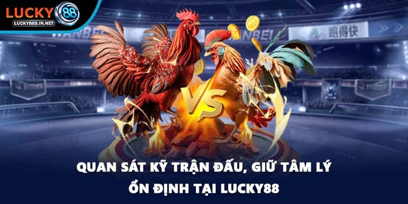 Đá gà Thomo Lucky88 - Đấu Trường Danh Tiếng Khu Vực - TOVIN
