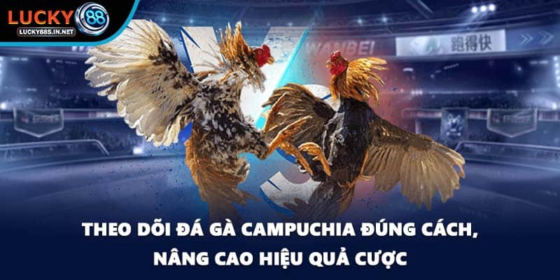 Đá Gà Campuchia Lucky88 - Sức Hút Từ Đấu Trường Thật - TOVIN