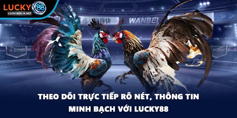 Đá gà Thomo Lucky88 - Đấu Trường Danh Tiếng Khu Vực - TOVIN