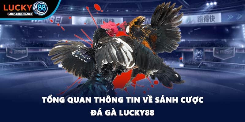 Đá Gà Lucky88 – Trường Gà Trực Tuyến Uy Tín Hàng Đầu - TOVIN