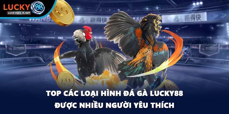 Đá Gà Lucky88 – Trường Gà Trực Tuyến Uy Tín Hàng Đầu - TOVIN