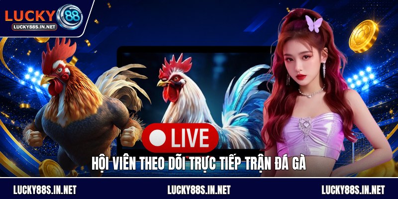 Trực Tiếp Trận Đá Gà - Theo Dõi Nguồn Phát Hợp Pháp - TOVIN