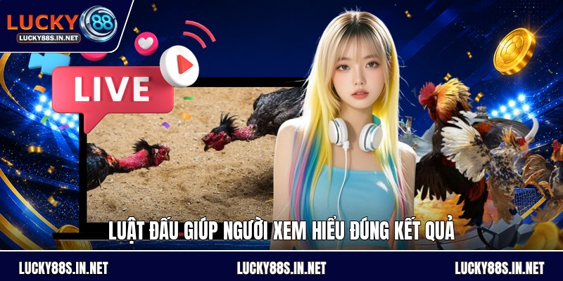 Đá Gà Chọi - Luật Đấu Và Cách Theo Dõi Kèo Dễ Hiểu - TOVIN